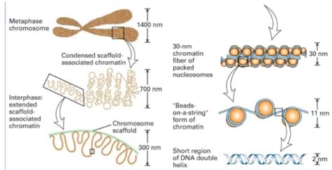 chapter 6 biology quizlet|chapter 6 biology first year.